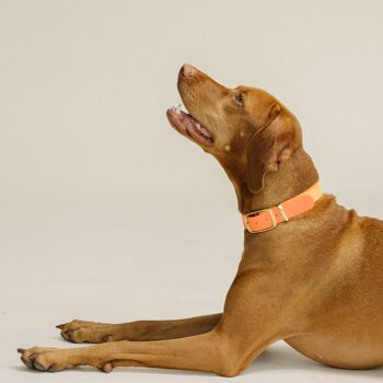 Collier pour chien GULA - Orange vif et orange (largeur 25 mm) 3
