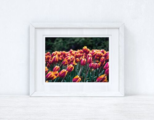 Tulips Spring Photography Spring Seasonal Home Print A4 Normal