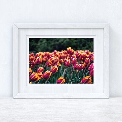 Tulips Spring Photography Spring Seasonal Home Print A4 Normal