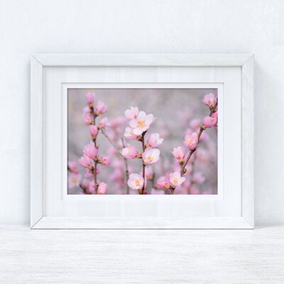 Cherry Spring Blossom Photography Primavera stagionale Home Print A4 Normale