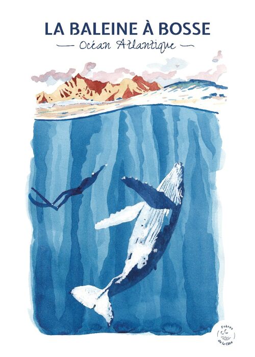 Affiche Aquarelle - La Baleine à Bosse