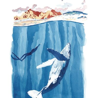 Affiche Aquarelle - La Baleine à Bosse