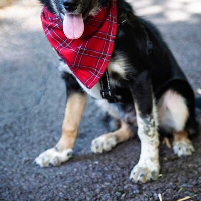 Lee Valley Flannel Dog Bandana - Red Tartan Royal Stewart (LV27)