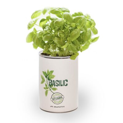 Sowing kit "Basil" Made in France