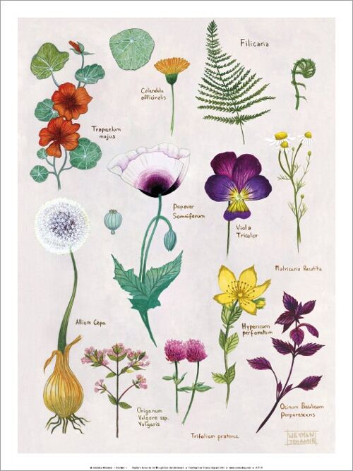 Poster CODE CINQ - Jehanne Weyman « Herbier »