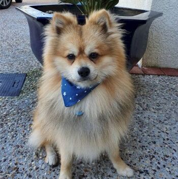 Bandana réversible "the boss" pour chien et chat 4