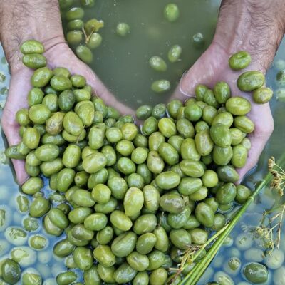 Gebrochene grüne Oliven aus der Provence mit Fenchel BULK