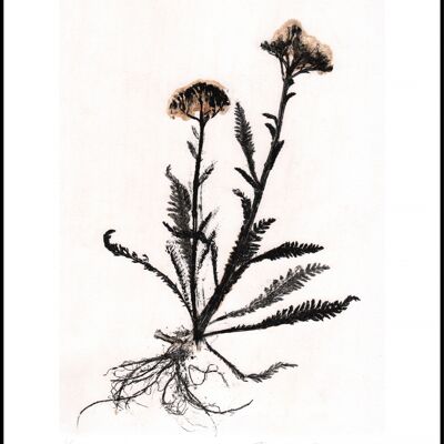 Achillea 2 nero/bianco 30x40 cm