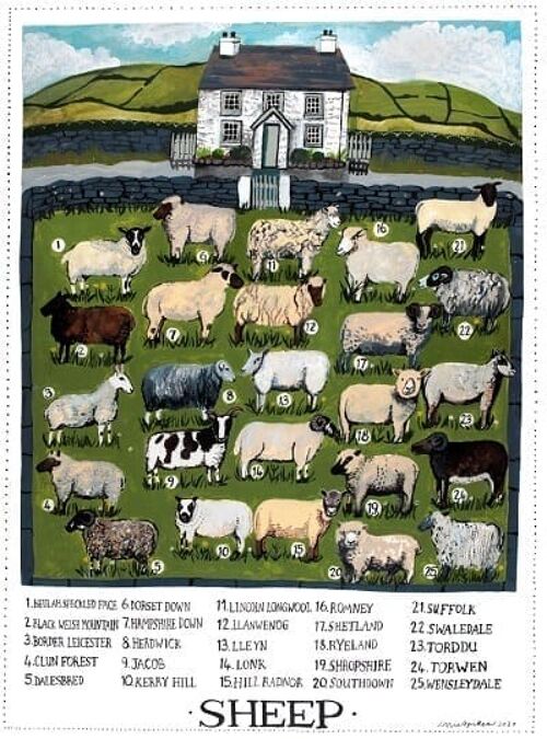 Sheep Poster Print