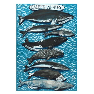 Baleen Whales Poster Print