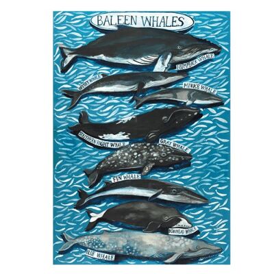 Impression d'affiche de baleines à fanons