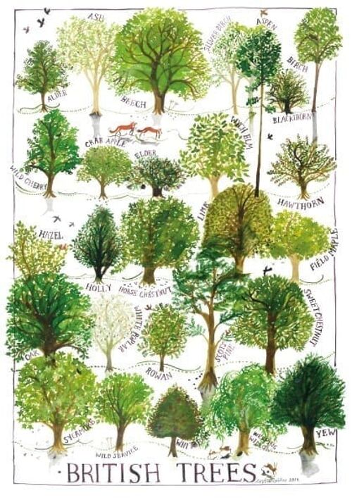 British Trees Poster Print