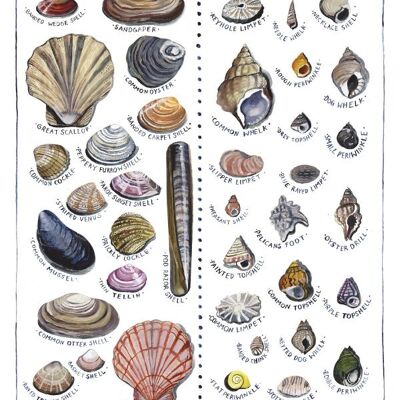 Impresión de cartel de conchas marinas británicas