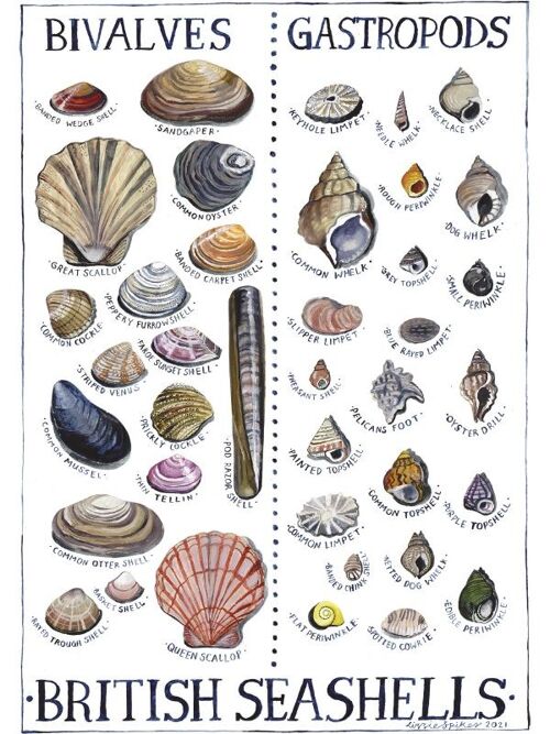 British Seashells Large Greetings Card