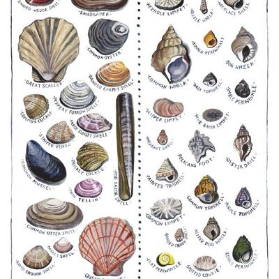 British Seashells Large Greetings Card
