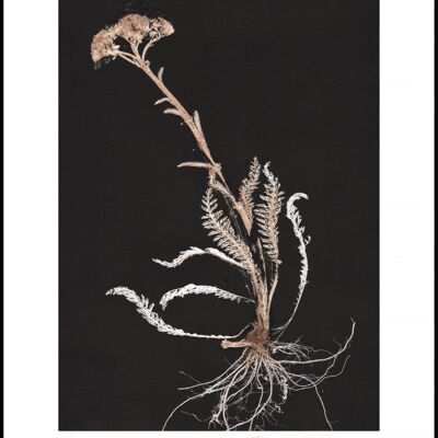 Yarrow 1 white/black 50x70 cm