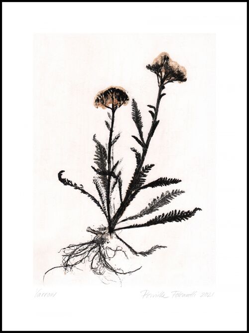 Yarrow 2 black/white 50x70 cm