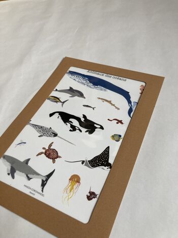 Affiche Les animaux des océans A4 4