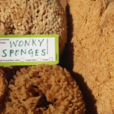 Wonky Sea Sponges, Sponge Seconds, Artist Sponges , SKU361