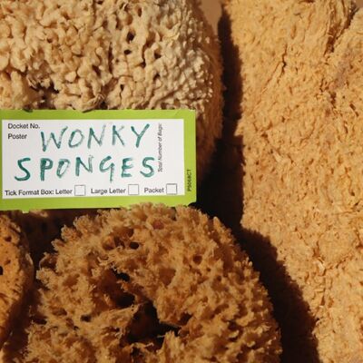 Wonky Sea Sponges, Sponge Seconds, Artist Sponges , SKU362