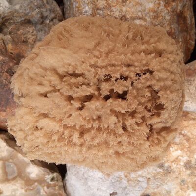 Natural Sea Sponges for Cleaning , SKU385