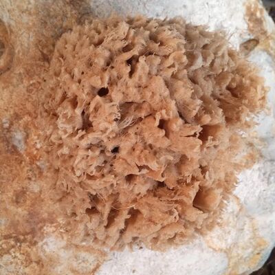 Natural Sea Sponges for Cleaning , SKU387