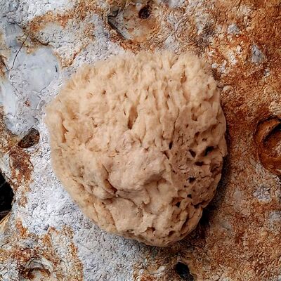 Baby Natural Sea Sponges , SKU391