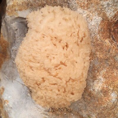 Baby Natural Sea Sponges , SKU392