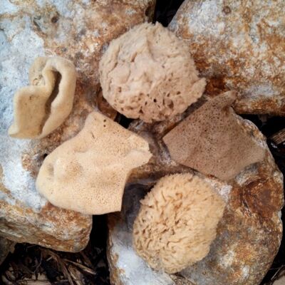 Baby Natural Sea Sponges , SKU393