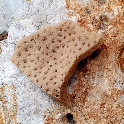 Baby Natural Sea Sponges , SKU396