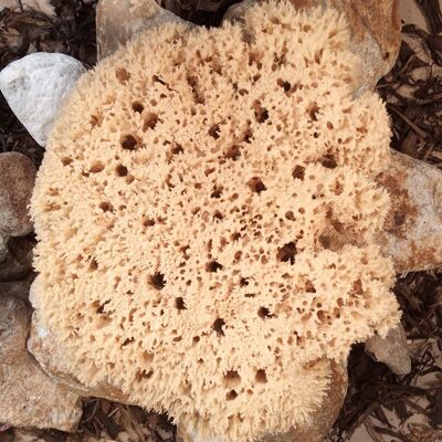 Decorative Natural Sea Sponges , SKU399