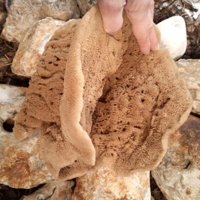 Decorative Natural Sea Sponges , SKU401
