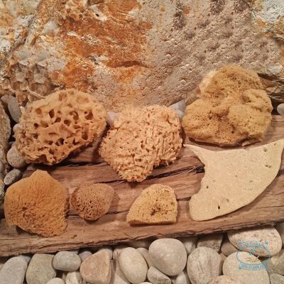 Set of Natural Artist Craft Sea Sponges , SKU476