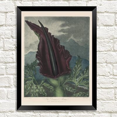 DRAGON ARUM BLUMENDRUCK: Robert Thornton Art – A3