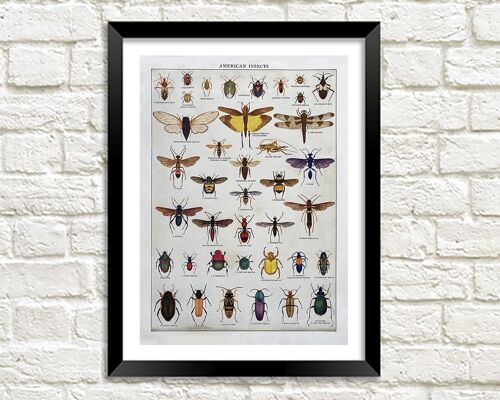 AMERICAN INSECTS POSTER: Vintage Entomology Art Print - A4
