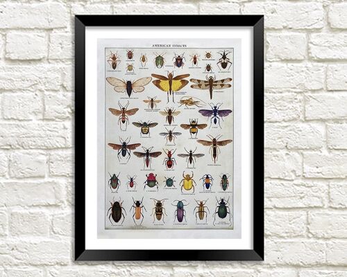 AMERICAN INSECTS POSTER: Vintage Entomology Art Print - A3