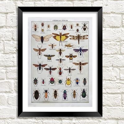 AMERICAN INSECTS POSTER: Vintage Entomology Art Print - A3