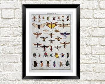 AFFICHE D'INSECTES AMÉRICAINS : Impression d'Art d'Entomologie Vintage - A3