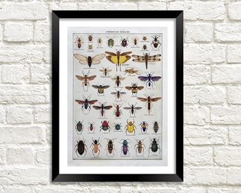 AFFICHE D'INSECTES AMÉRICAINS : Impression d'art d'entomologie vintage - 24 x 36"