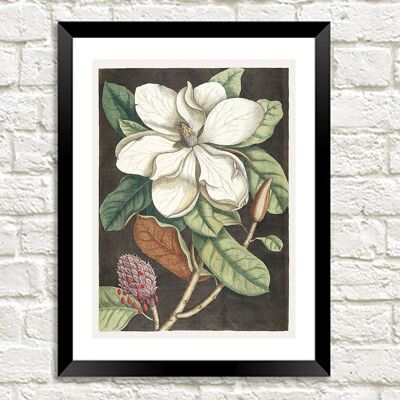 STAMPA ALBERO DI ALLORO: Mark Catesby Magnolia Art - A3