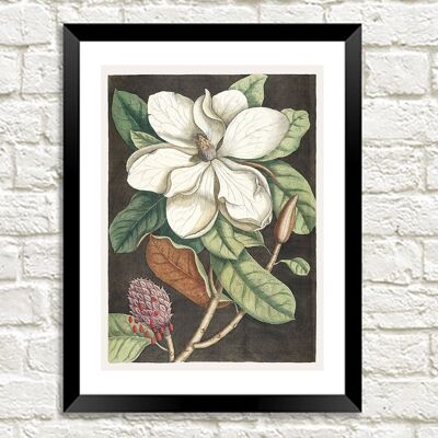 IMPRESIÓN DEL ÁRBOL DE LAUREL: Mark Catesby Magnolia Art - 16 x 24"