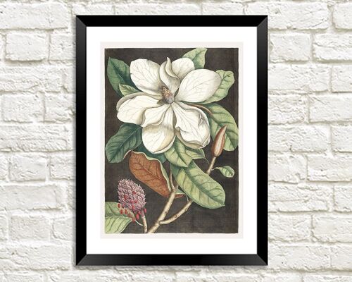 LAUREL TREE PRINT: Mark Catesby Magnolia Art - 24 x 36"