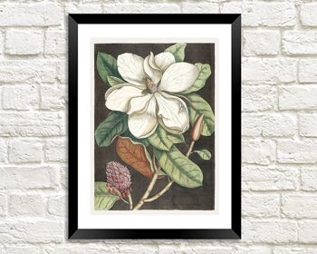 IMPRESSION DE LAURIER : Mark Catesby Magnolia Art - 24 x 36"