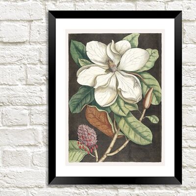 LORBEERBAUM-DRUCK: Mark Catesby Magnolia Art - 24 x 36"