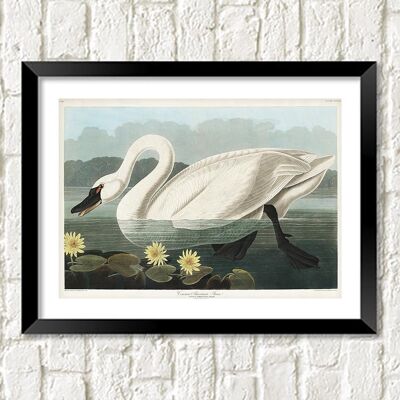 IMPRESIÓN DE CISNE: Arte de aves de Audubon Vintage - A5