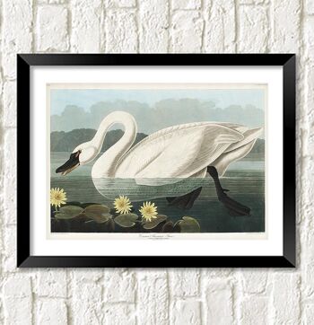 SWAN PRINT : Vintage Audubon Bird Art - A4