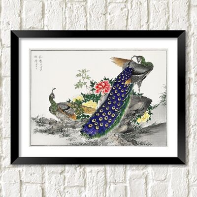 PEACOCK AND PEONY PRINT: Vintage Bird Art Illustration - A4