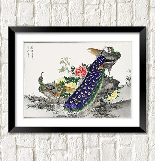 PEACOCK AND PEONY PRINT: Vintage Bird Art Illustration - 16 x 24"