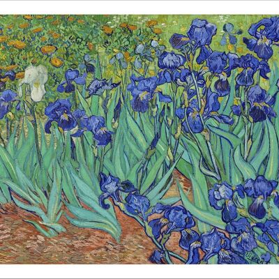 VINCENT VAN GOGH: Irises Fine Art Print - A5 (8 x 6")