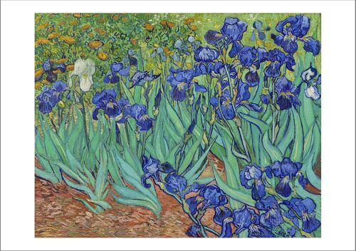 VINCENT VAN GOGH: Irises Fine Art Print - A4 (12 x 8")